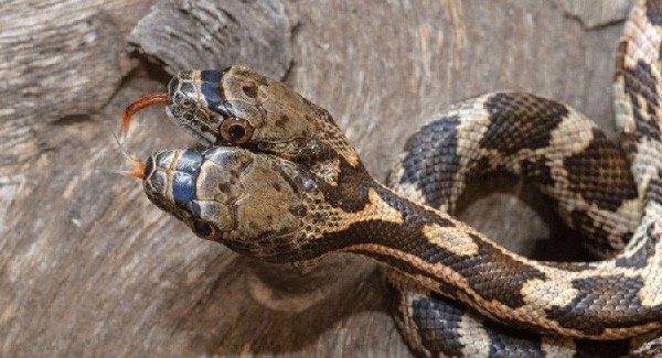 Bizarre Two-headed Snake Spotted But Two Heads Don’t Get Along With Each Other