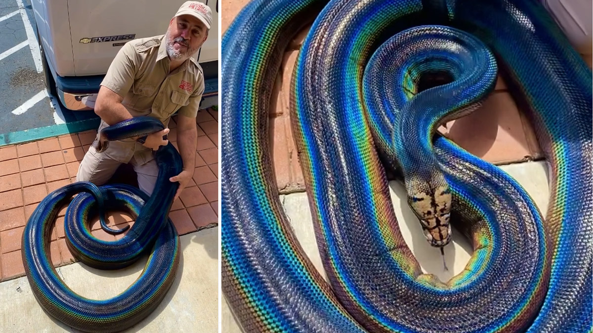 The “Rainbow Python’s” enchanting beauty is said to be the longest and heaviest python in the world!