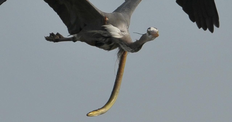 Amazingly, the scene of an eel bite punctured the neck of a Heron after being eaten