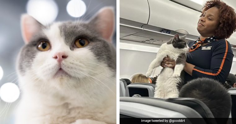 During a flight, a cat was found wandering the cabin aisles