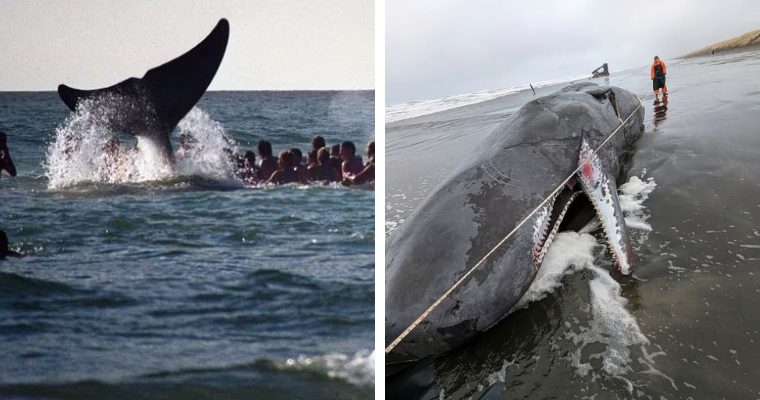 Whale species that get stranded along Oregon's coastline