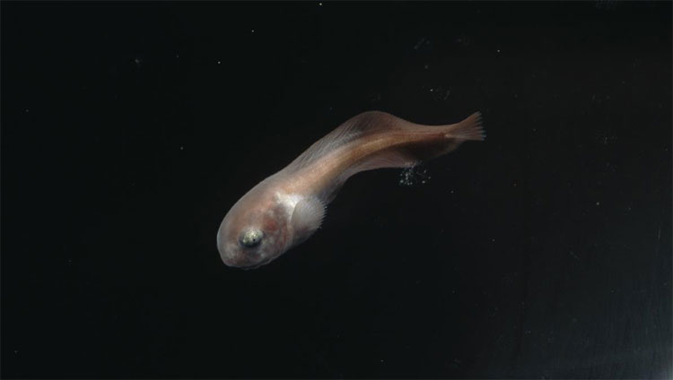Pseudoliparis Fish Species Discovered at 8,336m Depth in Izu-Ogasawara Trench