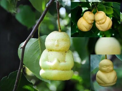 Discover the unique Buddha-shaped fruit that's taking the world by storm