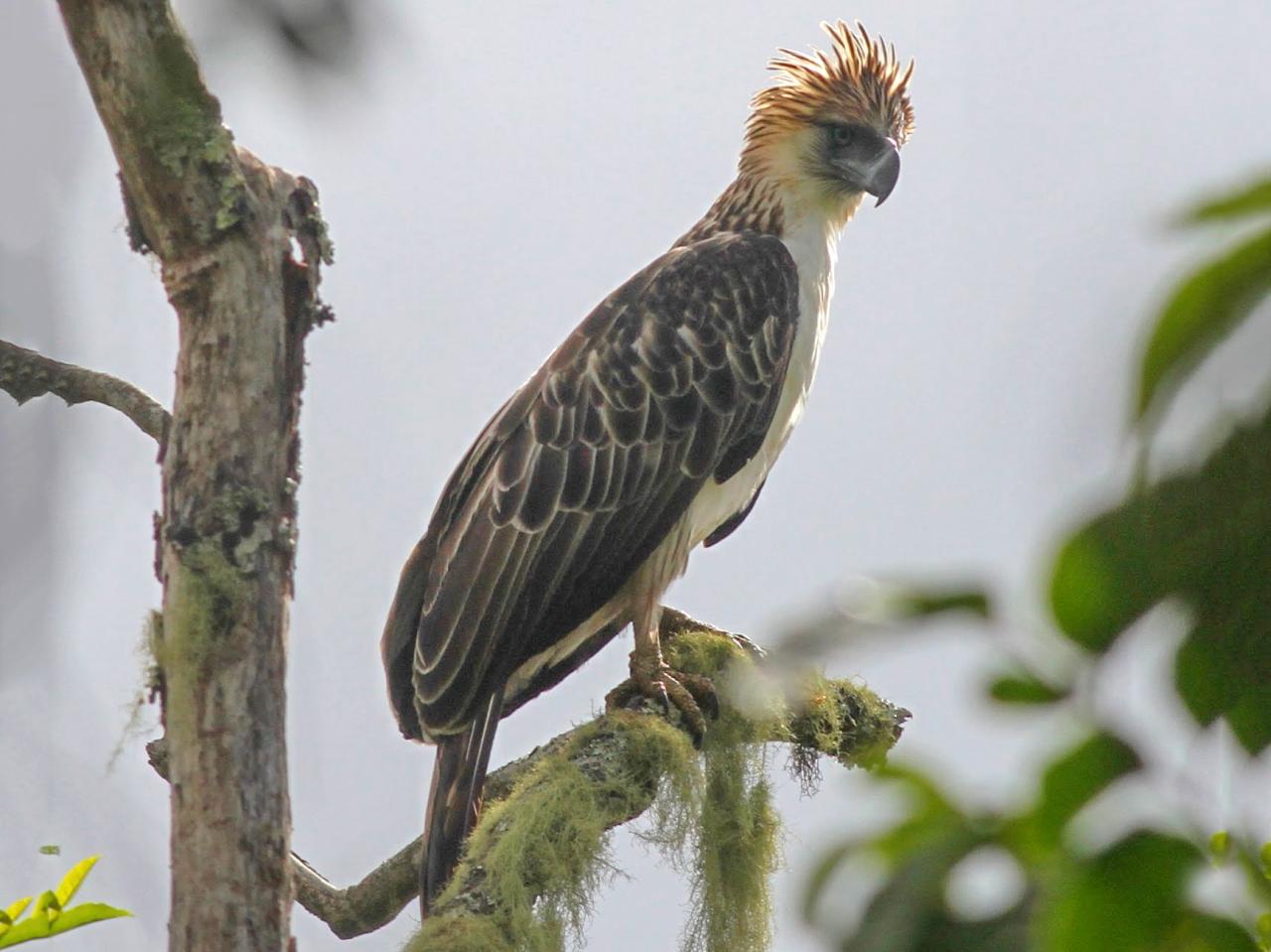 Philippine Eagle - eBird