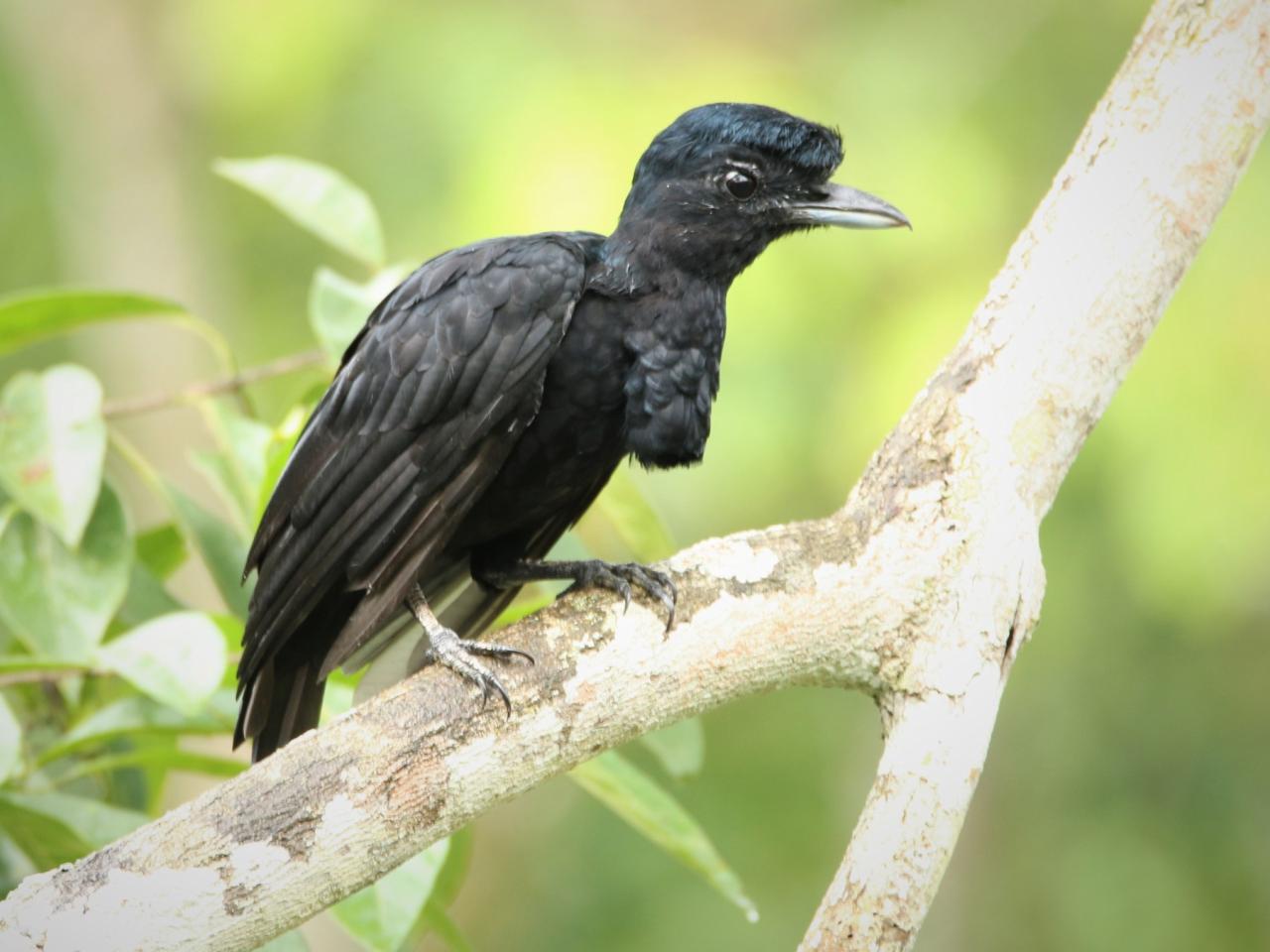 Long-wattled Umbrellabird - eBird