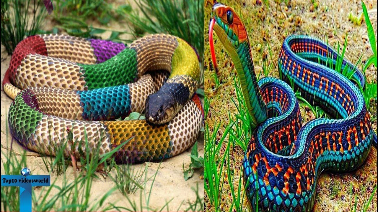 Top 10 Most Beautiful & Colorful Large Snakes In The World For Pet | Largest snake, Most beautiful, Beautiful