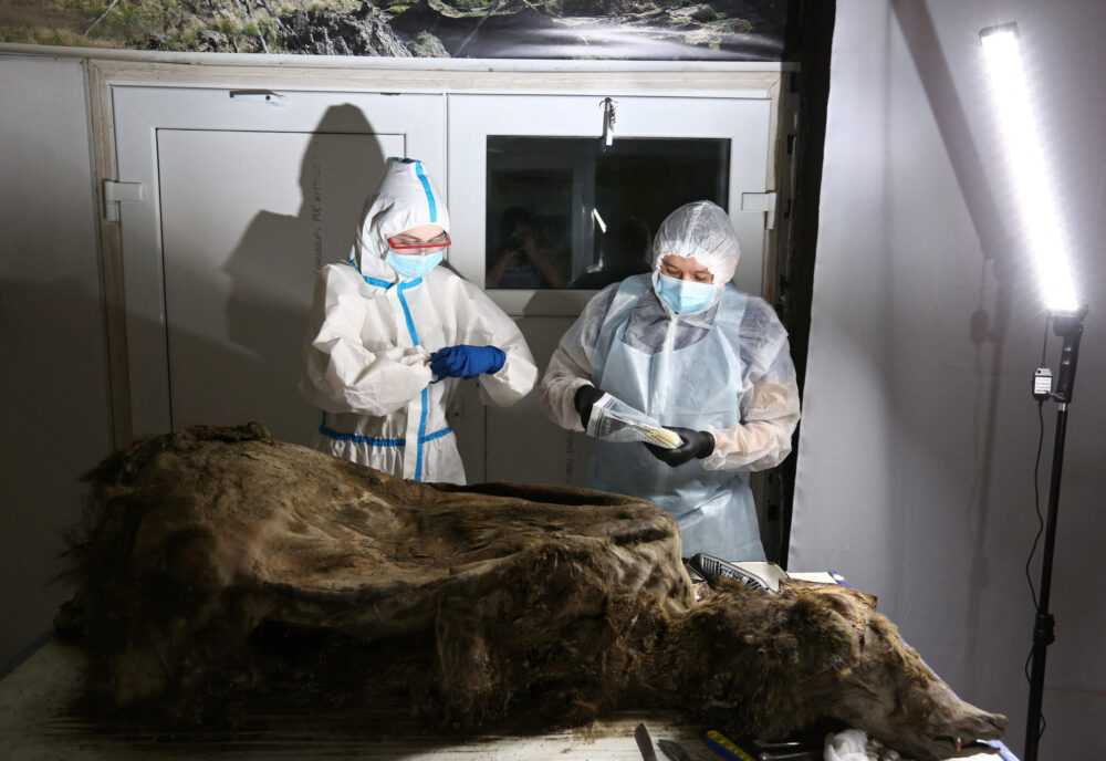 Scientists dissect 3,500-year-old bear discovered in Siberian permafrost - ArcticToday