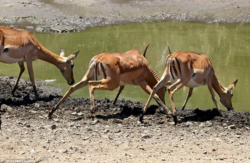 Unsuspecting: The thirsty impala were photographed sipping on water from the shallow pond in South Africa's Kruger National Park