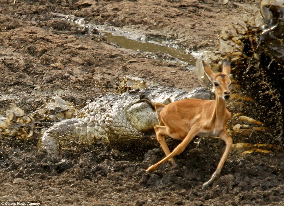 Unlucky one: Eventually the crocodile is able to find a baby impala, who is not old enough to know about the dangers of crocodiles