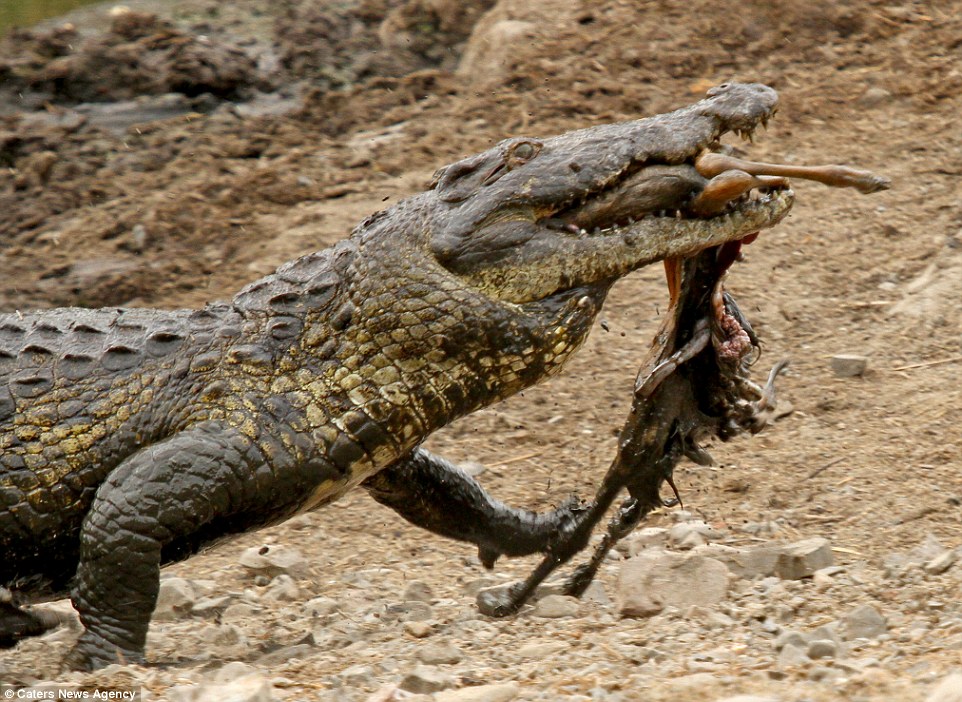 Eating in peace: After battling off other crocodiles, this fast-moving one dragged the carcass of the impala to a nearby watering hole to eat 