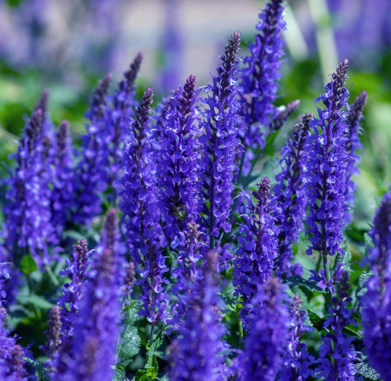 Salvia x superba 'Blue Queen'