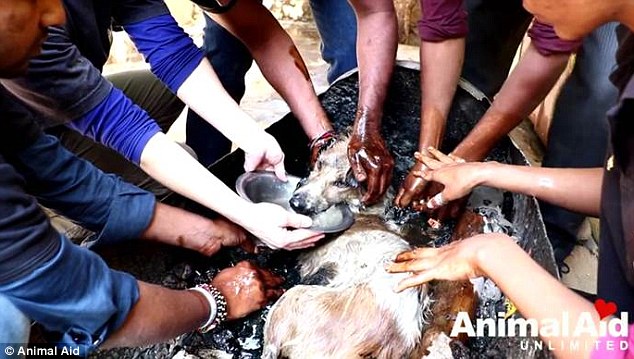 It's thought the dog had been in the barrel for several days and was severely dehydrated, so the rescue team provided her with plenty of water