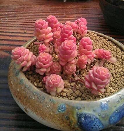 Sedum versadense, pink succulent, rare succulent, 10 seeds : Amazon.in:  Garden & Outdoors