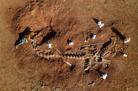 Dinosaurs in the Sahara: The pandemic has left a huge fossil cache stuck in  the desert - The Washington Post