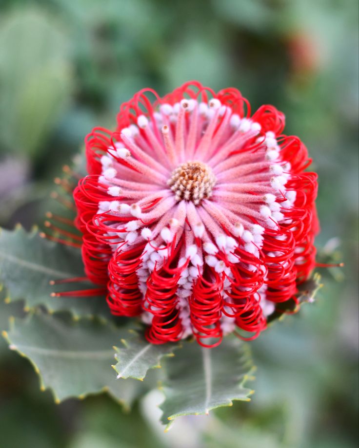 Banksia Coccinea | Australian flowers, Flowers, Garden plants