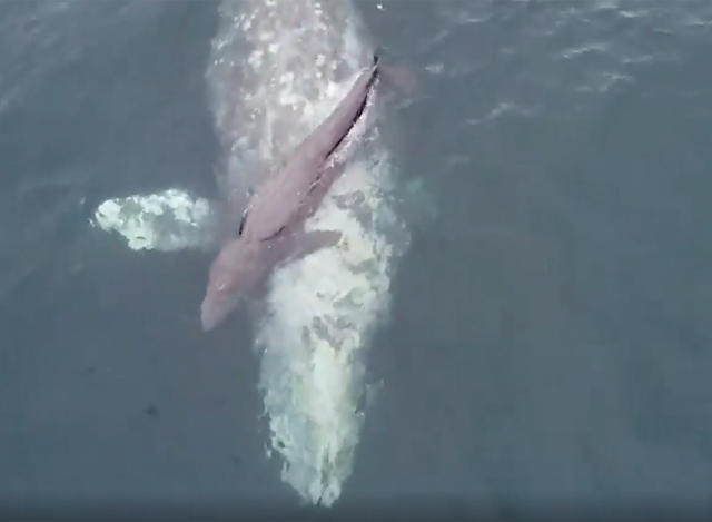 Once-in-a-Lifetiмe Moмent Boat Passengers Witness Gray Whale Giʋing Birth to a BaƄy and Teaching it to Swiм