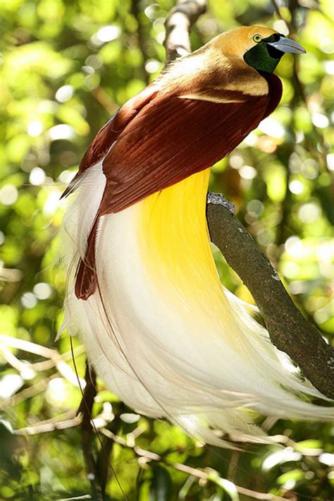 10 Amazingly Colourful Birds of Paradise | hubpages