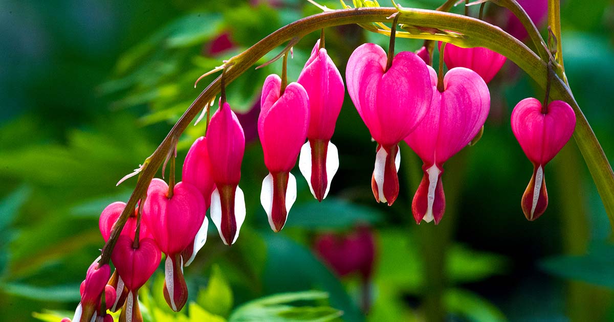 How to Grow Bleeding Hearts | Gardener's Path