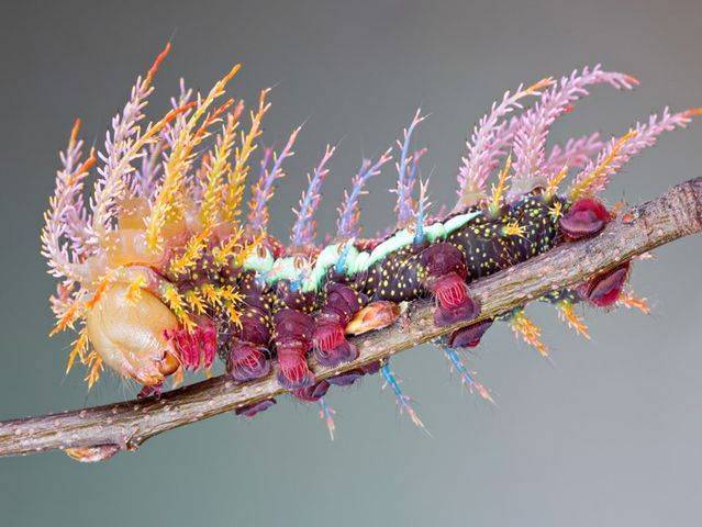 Watch the amazing molting process of the beautiful Saturniidae moths through each stage - Magazine