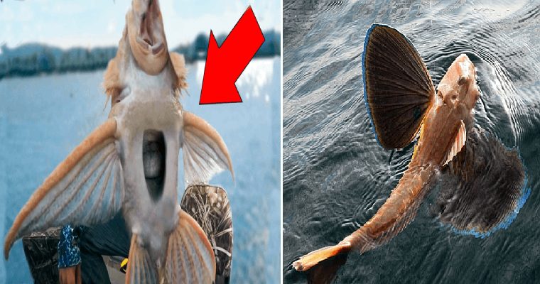 Criaturas parecidas a peces alados con bocas de reptiles vistas en American River: un descubrimiento fascinante.