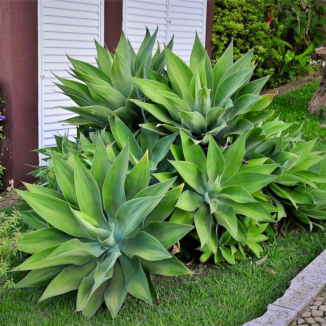 Fox Tail Agave | Plants Express