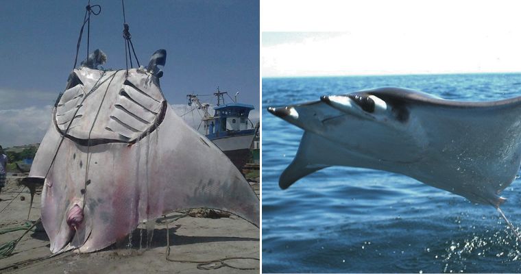 Witness “Mana Ray”: The largest giant ray in the world, up to 29 meters long