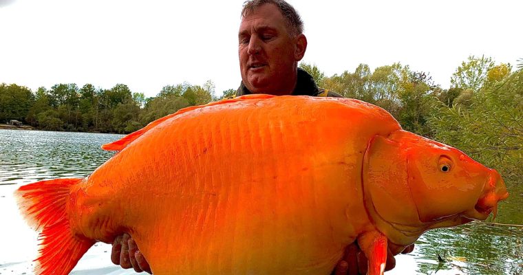 Por qué no deberías tirar a tus mascotas: el pez dorado gigante que batió récords recientemente capturado pesa hasta 50 kg.