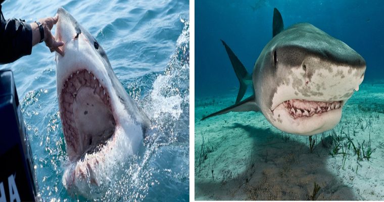 1400 pound great white shark discovered in the US