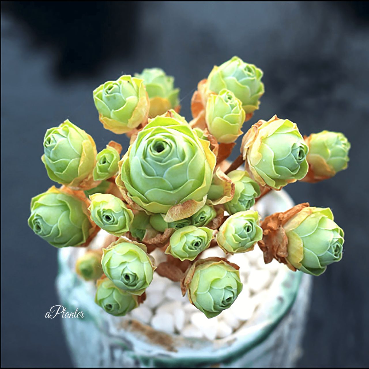 Aeonium Dodrantale – aplanter