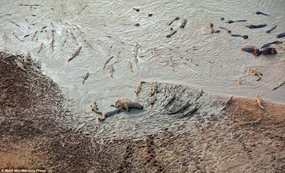 The hippos, usually considered fearsome creatures, were clearly in no mood for a fight when confronted by the prehistoric savagery of the crocodiles