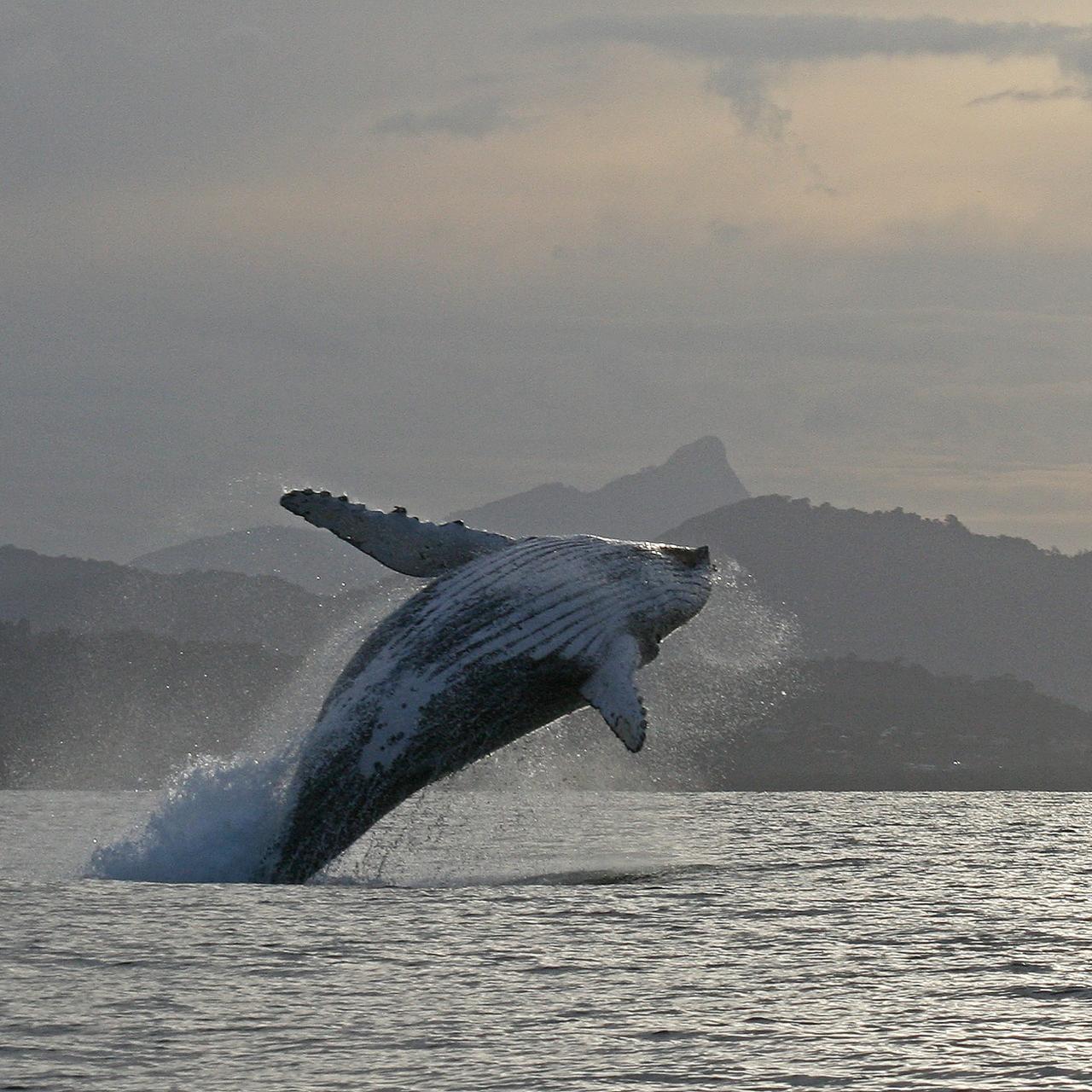 HAPPY MAN WAVING FROM MOUTH OF HUMPBACK WHALE IN BYRON BAY REVEALED AS FAKE!