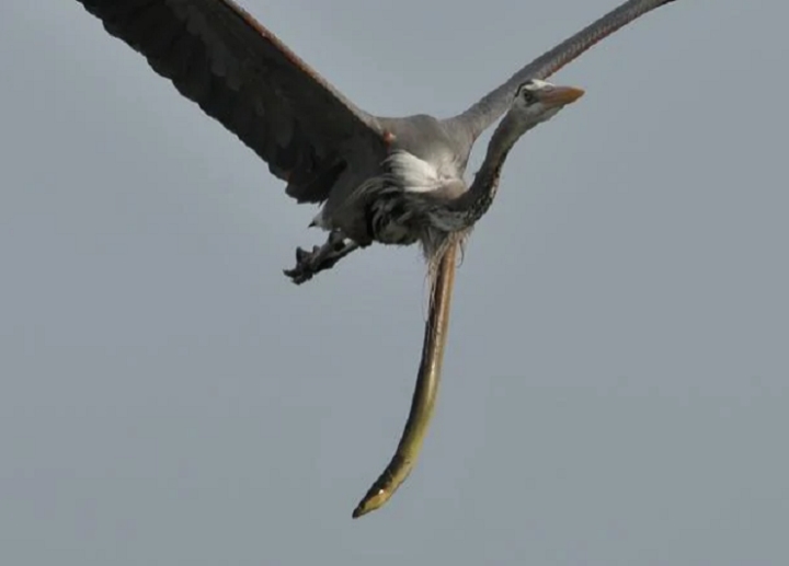 Swallowed alive, the eel bit the heron's neck and came out - 2