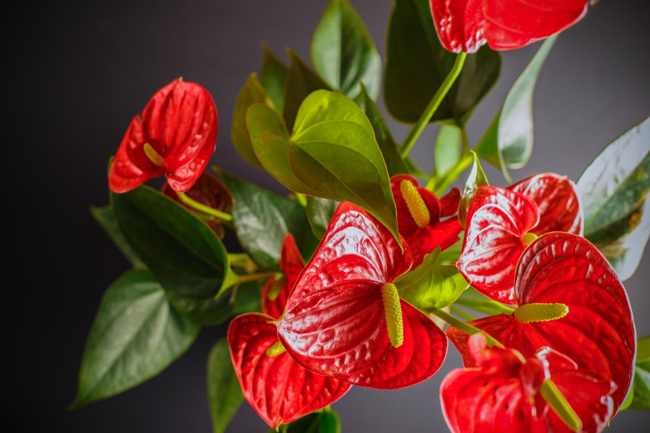 How to Get an Anthurium to Bloom