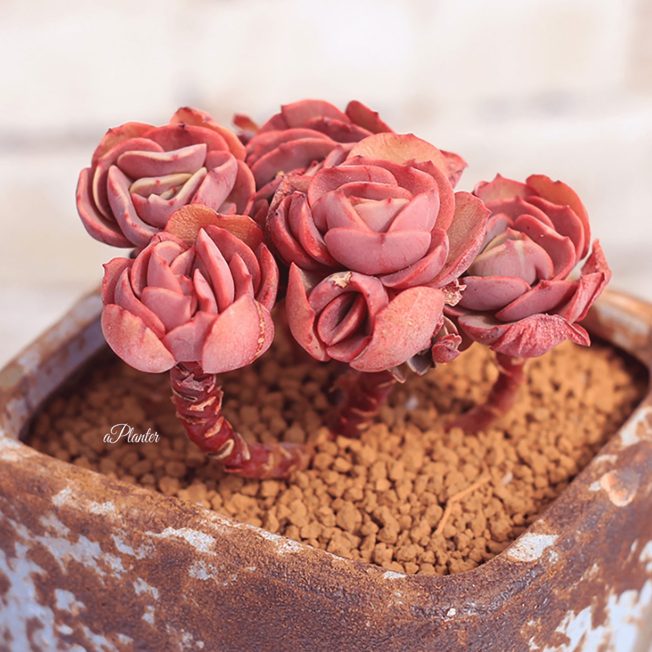 Echeveria Sunyan – aplanter