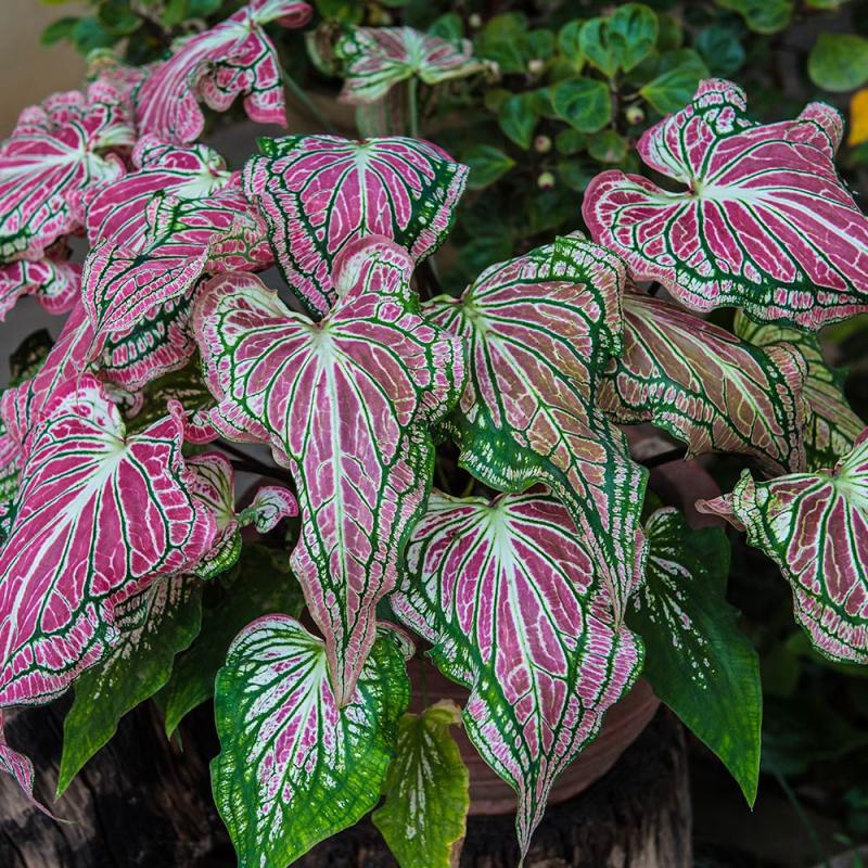 How to Grow and Care for Caladiums - The Home Depot