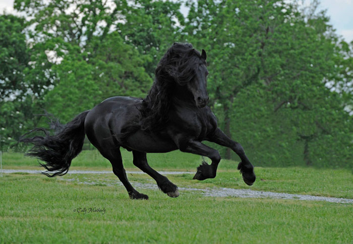 Frederik-The-Great-Friesian-Horse-Stallion