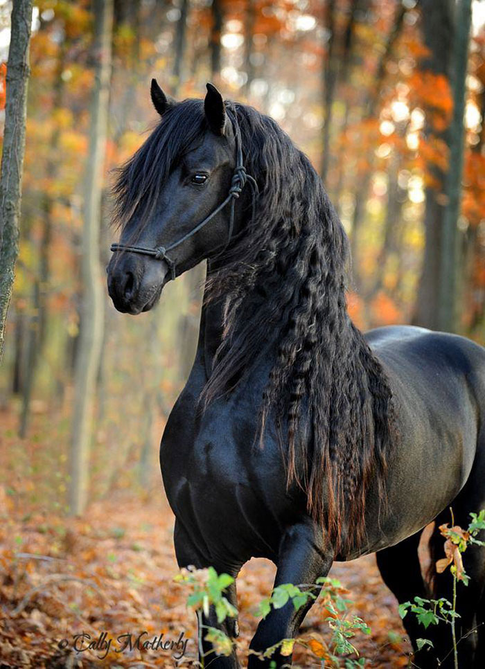 Frederik-The-Great-Friesian-Horse-Stallion