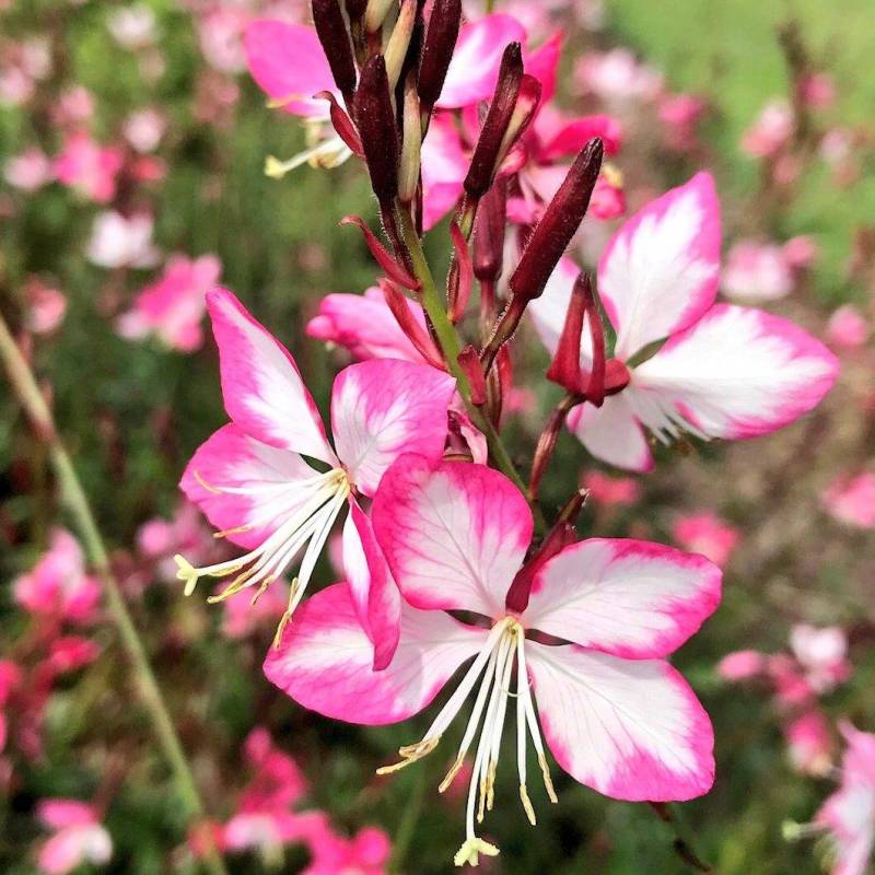 Gaura lindheimeri 'Rosy Jane'