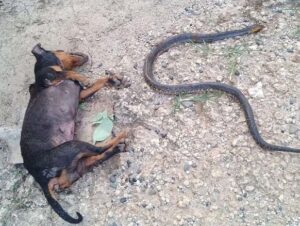 hero dogs save owners daughter by sacrificing themselves to killer cobra 383787 2