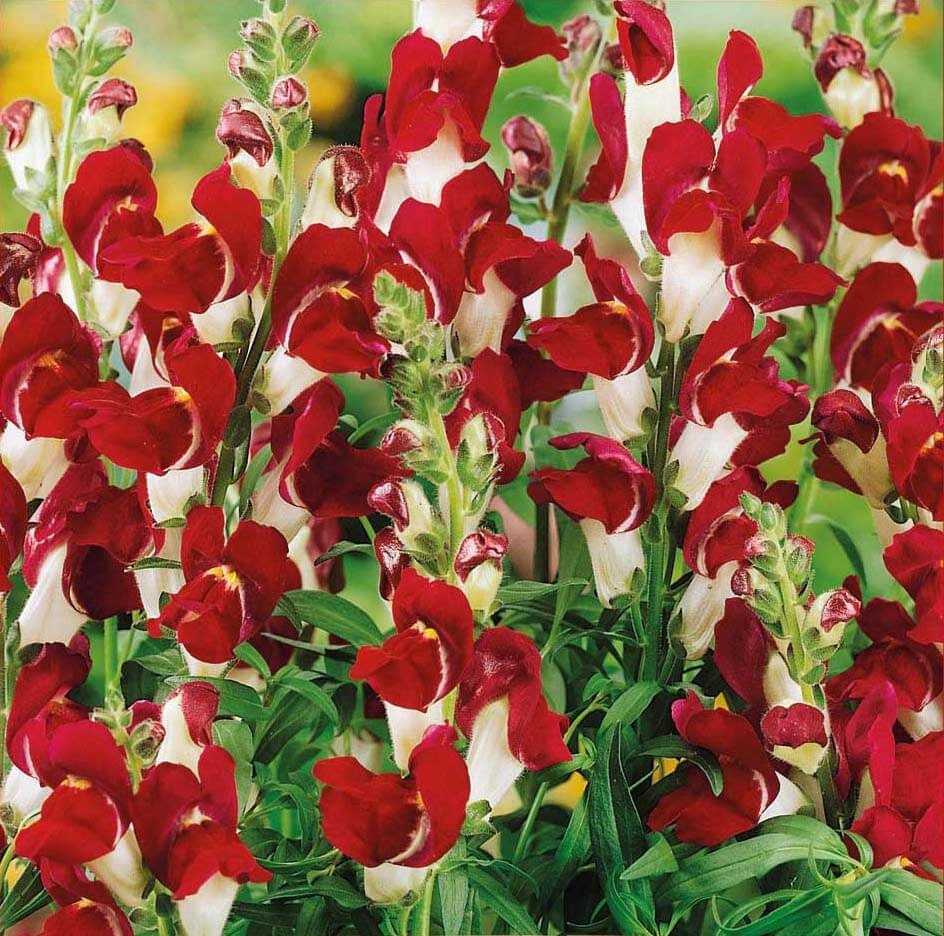 100 Snapdragon Night and Day Seeds - Etsy