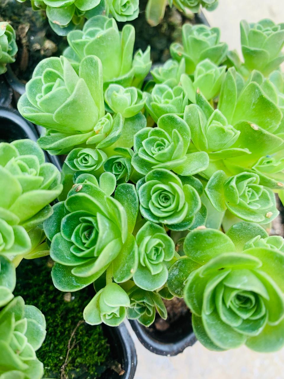 Buy 5 Aeonium Dodrantale Greenovia Dodrantalis Beautiful Rose Online in  India - Etsy