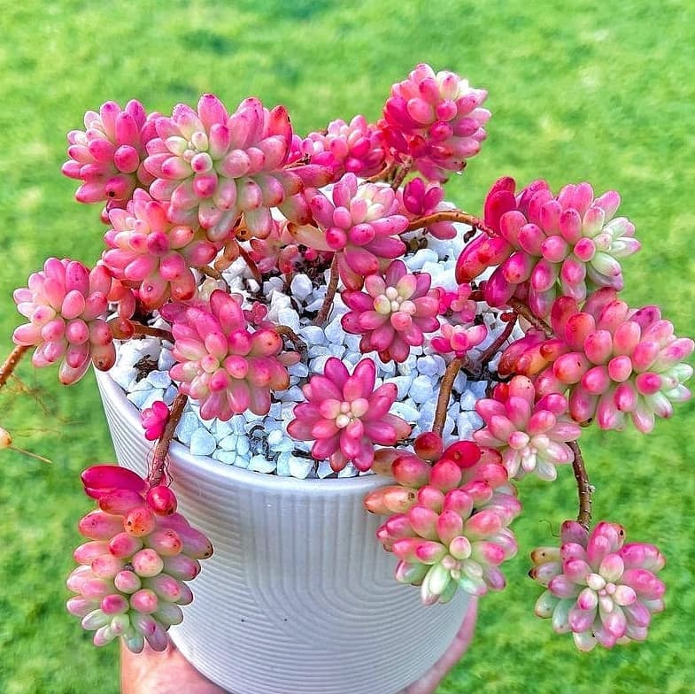 Sedum Rubrotinctum Aurora Pink Jelly Beans 2 Inches Pot - Etsy