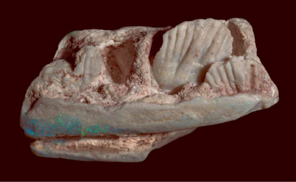 The lower jaw of Weewarrasaurus pobeni. Image credit: Bell et al, doi: 10.7717/peerj.6008.