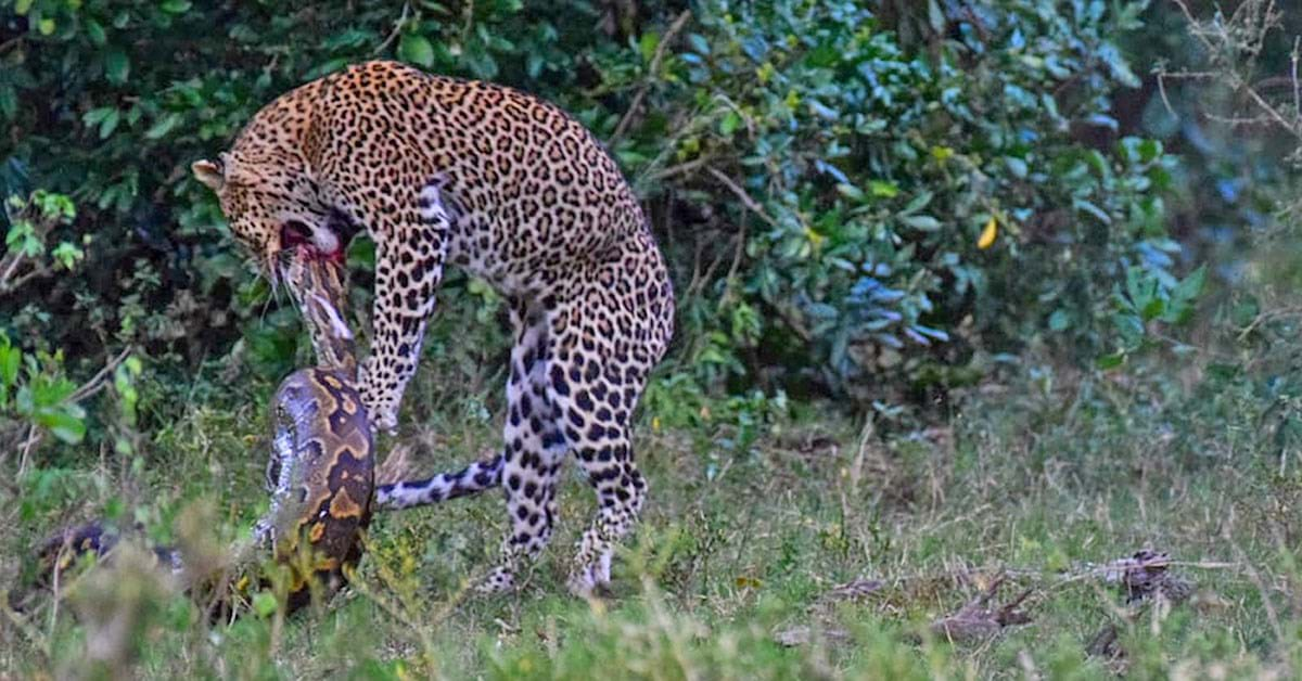 Leopard's intense brawl with a python caught on camera | Predator vs Prey |  Earth Touch News