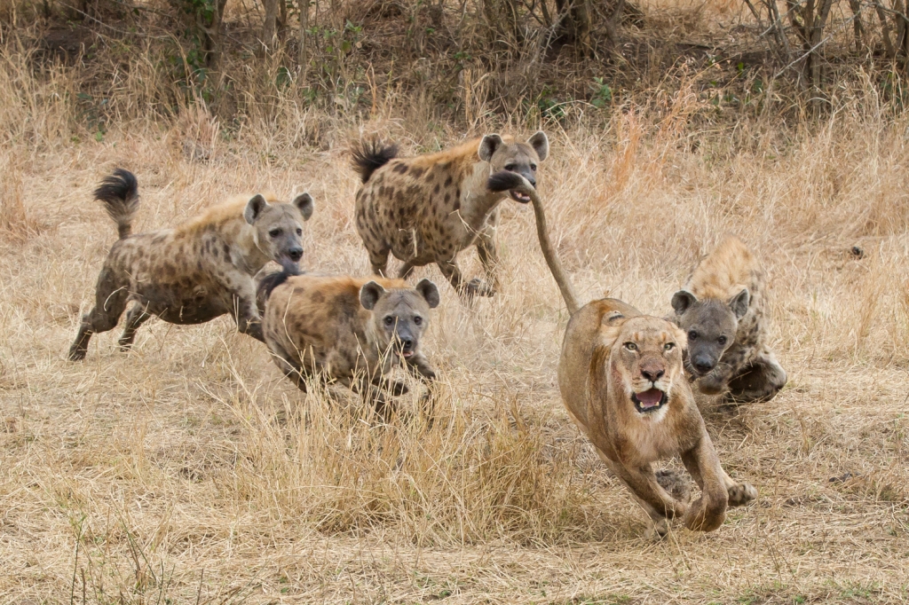 Hyenas Attack Lioness: Battle in the Dark of Night