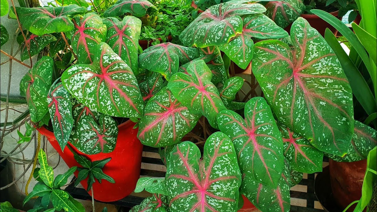 Best Summer Plant - Caladium || Care of Caladium Plant || How to Grow and Care Caladium - YouTube