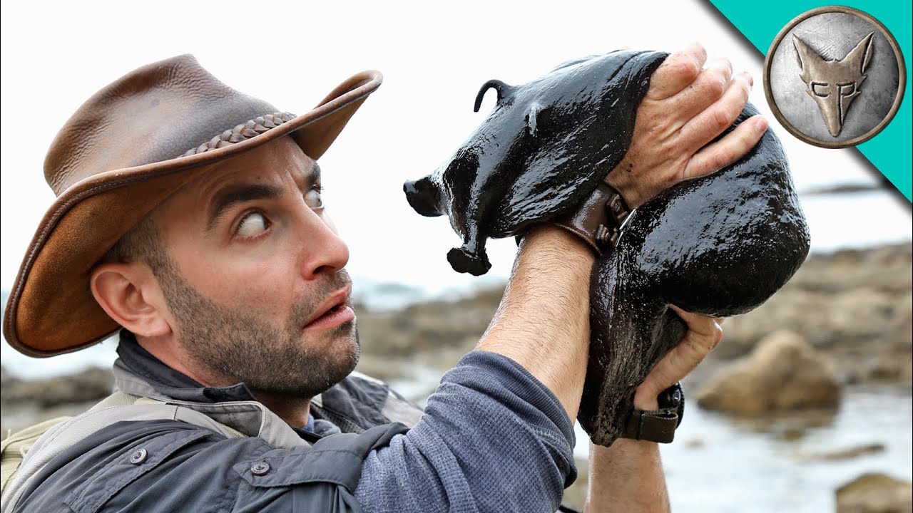 Black Sea Hares Are the Largest Sea Slugs And They Sometimes Create Love Chains