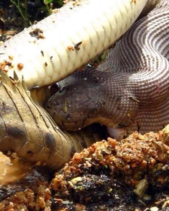 Incredible photos from Australia show olive python swallowing a crocodile |  Predator vs Prey | Earth Touch News