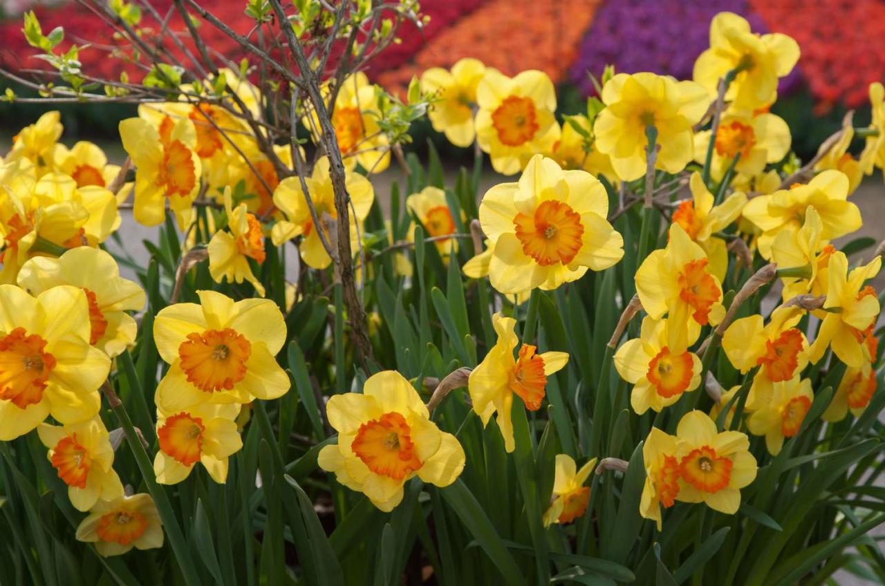 How to Grow and Care for Daffodils