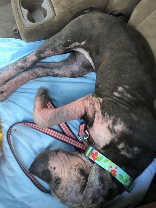 Rescued dog resting in car